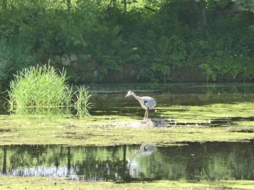 Reiher